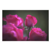 Impression Photo Bunch of Pink Roses (Landscape) (Devant)