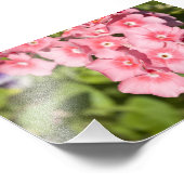 Impression Photo Bunches et Bunches (Coin)