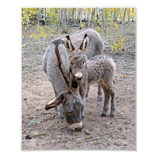 Impression Photo Burro et Baby (Devant)