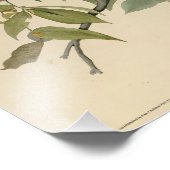 Impression Photo Buse à grande aile des oiseaux d'Amérique d'Audubo (Coin)