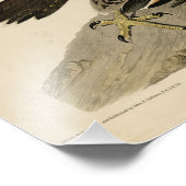 Impression Photo Buse à pattes géantes des oiseaux d'Amérique d'Aud (Coin)