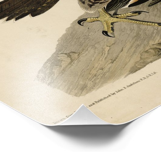 Impression Photo Buse à pattes géantes des oiseaux d'Amérique d'Aud (Coin)