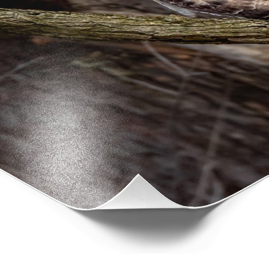 Impression Photo Buse à queue rouge (Coin)