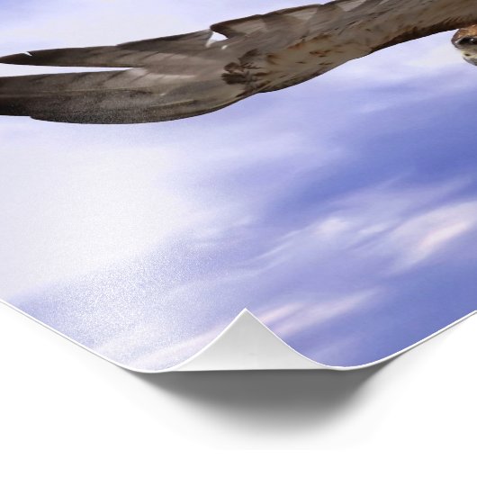 Impression Photo Buse à queue rouge (Coin)