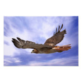 Impression Photo Buse à queue rouge (Devant)