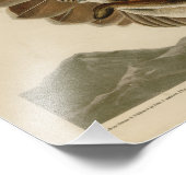 Impression Photo Buse à queue rouge des oiseaux d'Amérique d'Audubo (Coin)