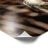 Impression Photo Buse à queue rouge immature (Coin)