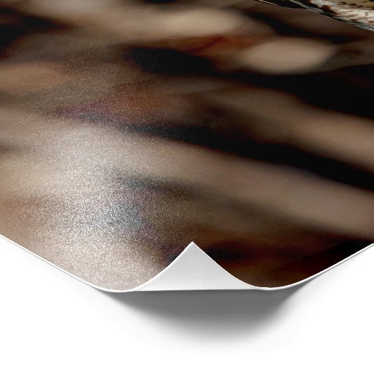 Impression Photo Buse à queue rouge immature (Coin)