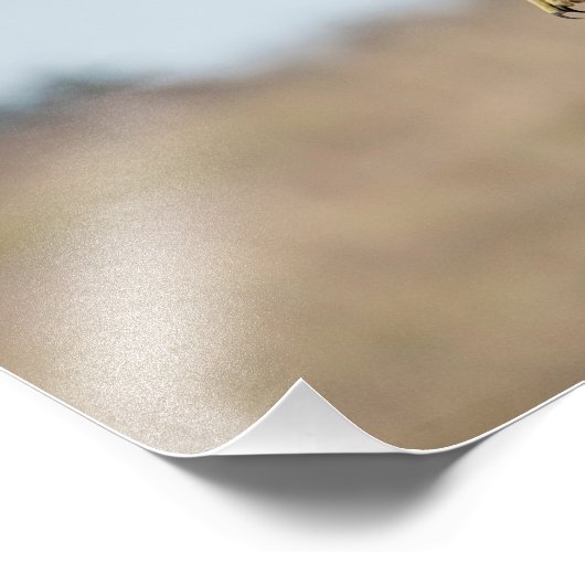 Impression Photo Buse à queue rouge immature (Coin)