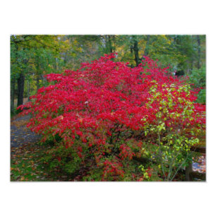 Impression Photo Bush brûlant