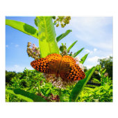 Impression Photo butterfly (Devant)