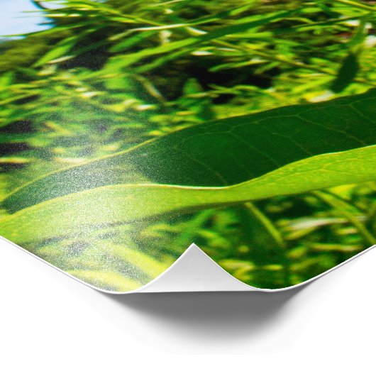 Impression Photo butterfly (Coin)