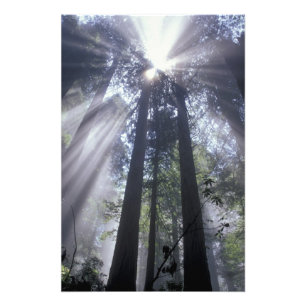 Impression Photo CA, États-Unis, Californie. Del Norte Coast State