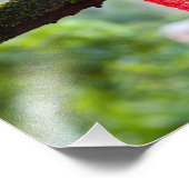 Impression Photo cabosse rouge (Coin)