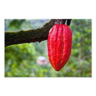 Impression Photo cabosse rouge