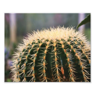 Impression photo Cactus