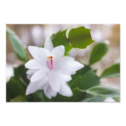 Impression Photo Cactus de Noël blanc Fleurs de Schlumbergera Pot (Devant)