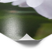 Impression Photo Cactus de Noël blanc Fleurs de Schlumbergera Pot (Coin)