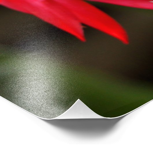 Impression photo - Cactus de Pâques (Coin)