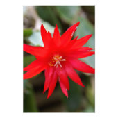 Impression photo - Cactus de Pâques (Devant)