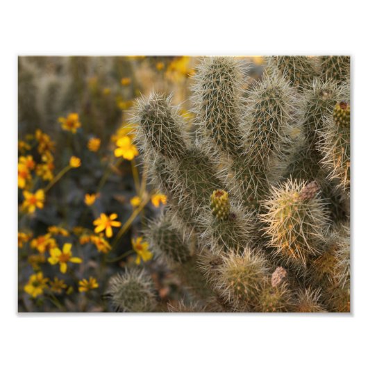 Impression Photo Cactus et Fleurs sauvages (Devant)