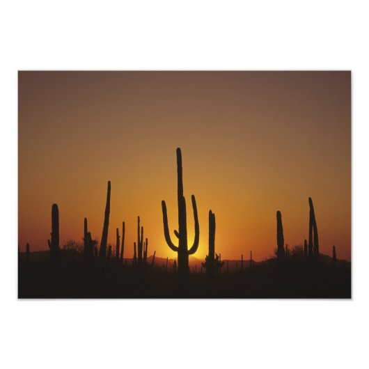 Impression Photo Cactus saguaro géant Cereus giganteus), (Devant)