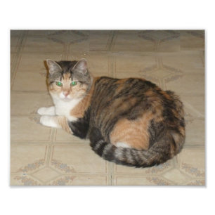 Impression Photo Calico Cat