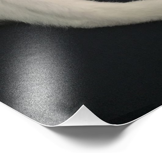 Impression Photo Calico kitty cat (Coin)