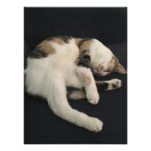 Impression Photo Calico kitty cat (Devant)