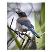 Impression Photo California Scrub Jay (Devant)