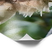 Impression Photo California Scrub Jay attaque le faucon à queue rou (Coin)