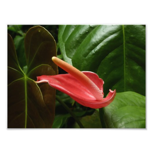 Impression Photo Calla Rose Lily Élégant Floral (Devant)