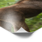 Impression Photo Calves d'orignal (Coin)