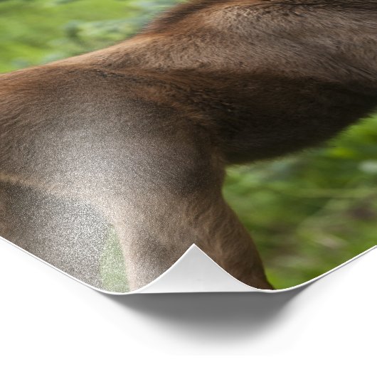 Impression Photo Calves d'orignal (Coin)