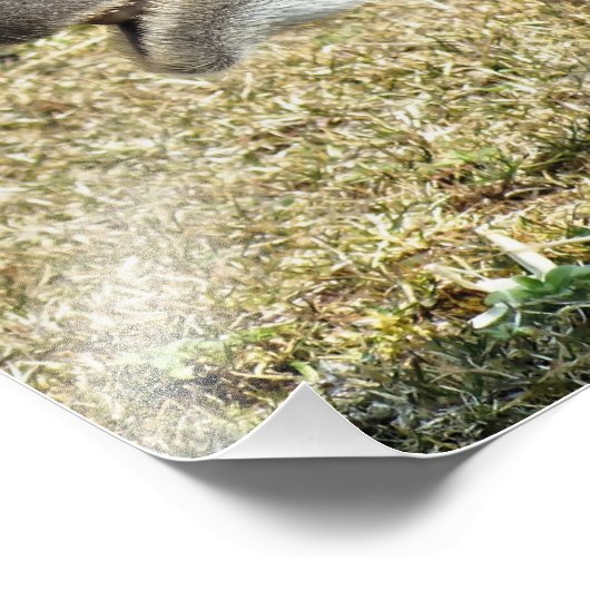 IMPRESSION PHOTO CAMELS (Coin)