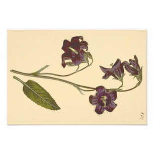 Impression Photo Campanule à feuilles de sauge Illustration botaniq