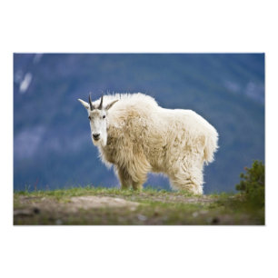 Impression Photo Canada, Alberta, parc national de Jasper,