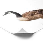 Impression Photo Canada Goose (Coin)