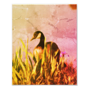 Impression Photo Canada Goose Irises Nature en détresse Art 8x10