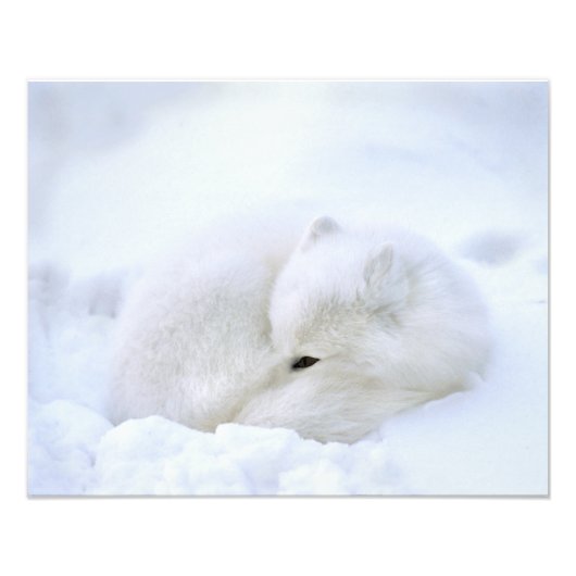 Impression Photo Canada, Manitoba, Churchill. Renard arctique (Devant)