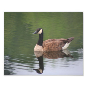 Impression Photo Canada Oies Reflections Nature