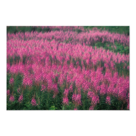 Impression Photo Canada, Québec, Gaspé. Fleurs de Lythrum pourpre, (Devant)