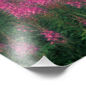 Impression Photo Canada, Québec, Gaspé. Fleurs de Lythrum pourpre, (Coin)