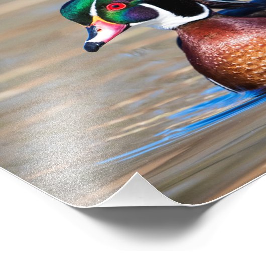 Impression Photo Canard à bois dans un étang (Coin)