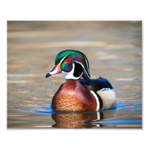 Impression Photo Canard à bois dans un étang