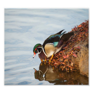 Impression Photo Canard à bois sur le rivage