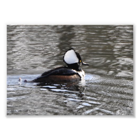 Impression Photo Canard à fusil à capuchon 5X7 (Devant)