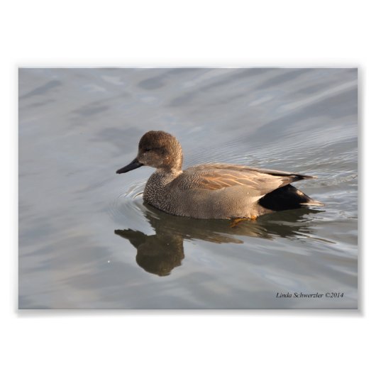 Impression Photo Canard à mur 5X7 (Devant)