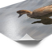 Impression Photo Canard à mur 5X7 (Coin)
