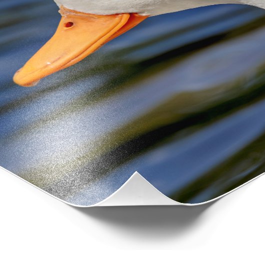 Impression Photo Canard blanc (Coin)